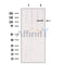 Western blot analysis of extracts from Hepg2, using UBE1L Antibody. Lane 1 was treated with the blocking peptide.