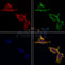 AF0289 staining HepG2 by IF/ICC. The samples were fixed with PFA and permeabilized in 0.1% Triton X-100,then blocked in 10% serum for 45 minutes at 25¡ãC. Samples were then incubated with primary Ab(AF0289 1:200) and mouse anti-beta tubulin Ab(T0023 1:200) for 1 hour at 37¡ãC. An  AlexaFluor594 conjugated goat anti-rabbit IgG(H+L) Ab(S0006 1:200 Red) and an AlexaFluor488 conjugated goat anti-mouse IgG(H+L) Ab(S0017 1:600 Green) were used as the secondary antibod