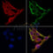 AF0298 staining Hela by IF/ICC. The samples were fixed with PFA and permeabilized in 0.1% Triton X-100,then blocked in 10% serum for 45 minutes at 25¡ãC. Samples were then incubated with primary Ab(AF0298 1:200) and mouse anti-beta tubulin Ab(T0023 1:200) for 1 hour at 37¡ãC. An  AlexaFluor594 conjugated goat anti-rabbit IgG(H+L) Ab(S0006 1:200 Red) and an AlexaFluor488 conjugated goat anti-mouse IgG(H+L) Ab(S0017 1:600 Green) were used as the secondary antibod