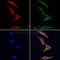 AF0316 staining Hela by IF/ICC. The samples were fixed with PFA and permeabilized in 0.1% Triton X-100,then blocked in 10% serum for 45 minutes at 25¡ãC. Samples were then incubated with primary Ab(AF0316 1:200) and mouse anti-beta tubulin Ab(T0023 1:200) for 1 hour at 37¡ãC. An  AlexaFluor594 conjugated goat anti-rabbit IgG(H+L) Ab(S0006 1:200 Red) and an AlexaFluor488 conjugated goat anti-mouse IgG(H+L) Ab(S0017 1:600 Green) were used as the secondary antibod