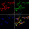 AF0362 staining Hela by IF/ICC. The samples were fixed with PFA and permeabilized in 0.1% Triton X-100,then blocked in 10% serum for 45 minutes at 25¡ãC. Samples were then incubated with primary Ab(AF0362 1:200) and mouse anti-beta tubulin Ab(T0023 1:200) for 1 hour at 37¡ãC. An  AlexaFluor594 conjugated goat anti-rabbit IgG(H+L) Ab(S0006 1:200 Red) and an AlexaFluor488 conjugated goat anti-mouse IgG(H+L) Ab(S0017 1:600 Green) were used as the secondary antibod