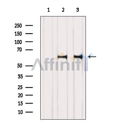 Western blot analysis of extracts from various samples, using NR4A3 Antibody.
 Lane 1: Hela, treated with blocking peptide;
 Lane 2: Hela;
 Lane 3: COS-7.