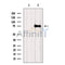 Western blot analysis of extracts from VERO, using DCLK3 Antibody. The lane on the left was treated with blocking peptide.