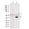 Western blot analysis of extracts from Mouse  brain, using FKBPL Antibody. The lane on the left was treated with blocking peptide.