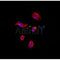 AF0456 staining Hela by IF/ICC. The sample were fixed with PFA and permeabilized in 0.1% Triton X-100,then blocked in 10% serum for 45 minutes at 25¡ãC. The primary antibody was diluted at 1/200 and incubated with the sample for 1 hour at 37¡ãC. An  Alexa Fluor 594 conjugated goat anti-rabbit IgG (H+L) Ab, diluted at 1/600, was used as the secondary antibod