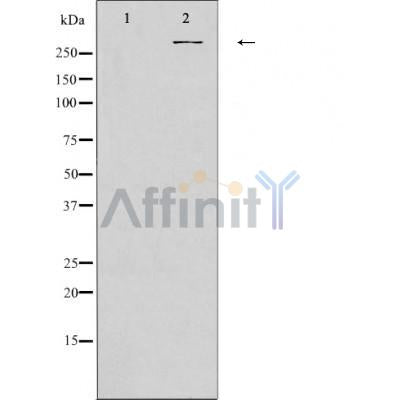 AF0547 staining HuvEc by IF/ICC. The sample were fixed with PFA and permeabilized in 0.1% Triton X-100,then blocked in 10% serum for 45 minutes at 25¡ãC. The primary antibody was diluted at 1/200 and incubated with the sample for 1 hour at 37¡ãC. An  Alexa Fluor 594 conjugated goat anti-rabbit IgG (H+L) Ab, diluted at 1/600, was used as the secondary antibod