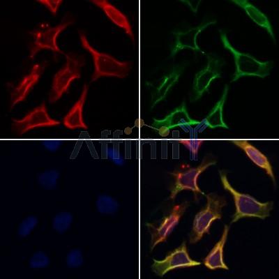 Western blot analysis of extracts from 293, using TGM2 Antibody.