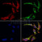 Western blot analysis of extracts from 293 and Hela, using AKAP2 Antibody.