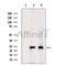 AF0673 staining U-2 OS cells by IF/ICC. The sample were fixed with PFA and permeabilized in 0.1% Triton X-100,then blocked in 10% serum for 45 minutes at 25¡ãC. The primary antibody was diluted at 1/200 and incubated with the sample for 1 hour at 37¡ãC. An  Alexa Fluor 594 conjugated goat anti-rabbit IgG (H+L) antibody(Cat.