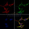 AF0711 at 1/100 staining human brain tissue sections by IHC-P. The tissue was formaldehyde fixed and a heat mediated antigen retrieval step in citrate buffer was performed. The tissue was then blocked and incubated with the antibody for 1.5 hours at 22¡ãC. An HRP conjugated goat anti-rabbit antibody was used as the secondary