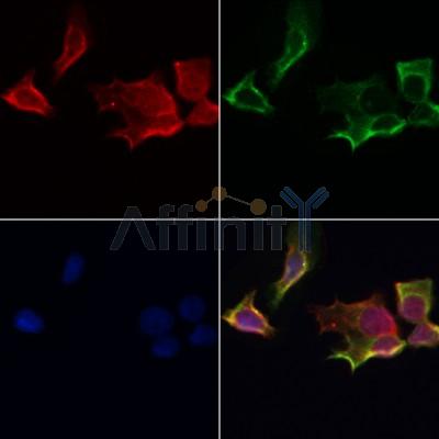 Western blot analysis of AKT1/2/3 using various lysates  Lanes 1 - 2: Merged signal (red and green). Green - AF0791 observed at 55 kDa. Red - loading control, T0004, observed at 36 kDa.  Blots were developed with Goat Anti-Rabbit IgG(H+L) FITC–conjugated (S0008) and Goat Anti-Mouse IgG(H+L) Alexa Fluor 594–conjugated  (S0005) secondary antibodies