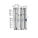 ACSS1 Antibody -AF1001