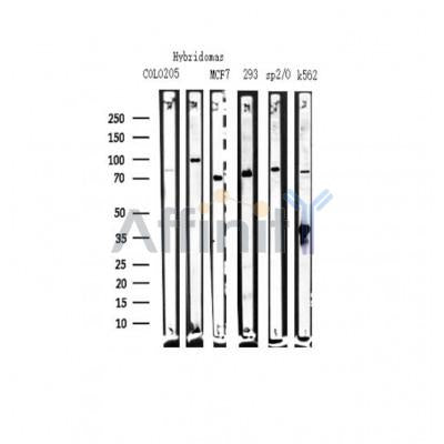 ACSS1 Antibody -AF1001