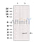 Western blot analysis of extracts from various samples, using Histone H4 Antibody.
 Lane 1: Hybridoma cells treated with blocking peptide;
 Lane 2: Hybridoma cells;
Lane 3: HeLa cells;
Lane 4: Vero cells;
Lane 5: Mouse lung tissue.