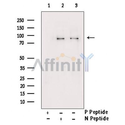 Phospho-Gab2 (Tyr643) Antibody