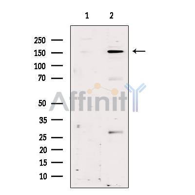 AS160 Antibody -AF2617
