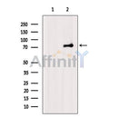 Atg13 Antibody -AF2619