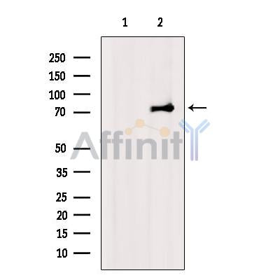 Atg13 Antibody -AF2619