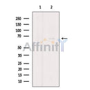 Atg14 Antibody -AF2620