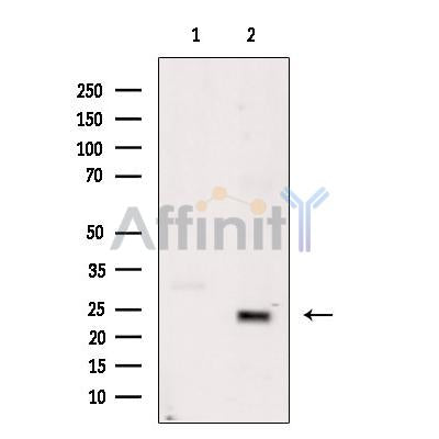 Bim Antibody -AF2624