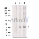 Bim Antibody -AF2625