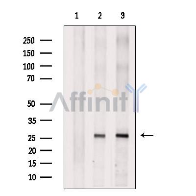 Bim Antibody -AF2625