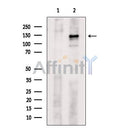 c-Kit Antibody -AF2631