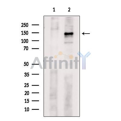 c-Kit Antibody -AF2631