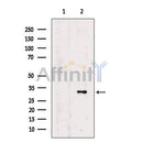DARPP32 Antibody -AF2636