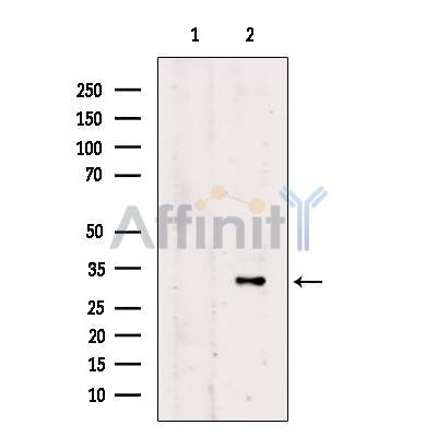 DARPP32 Antibody -AF2636