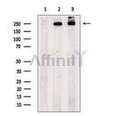 eIF4G1 Antibody -AF2641