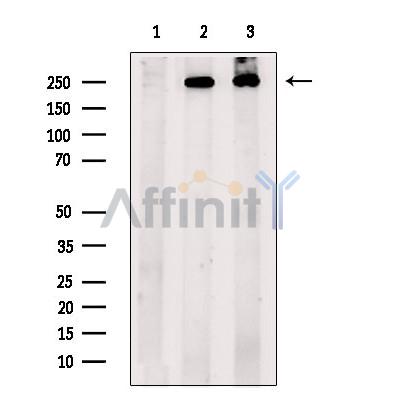 eIF4G1 Antibody -AF2641