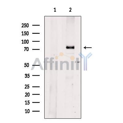 FOXO3A Antibody -AF2644