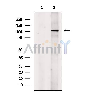 GAB1 Antibody -AF2645