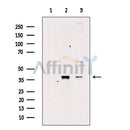 Nucleophosmin Antibody -AF2672