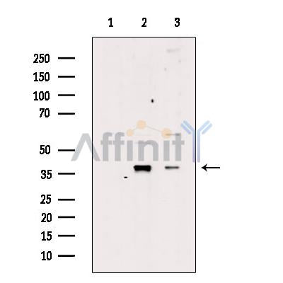 Nucleophosmin Antibody -AF2672