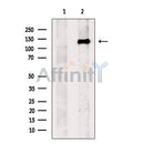 p130 Cas Antibody -AF2675