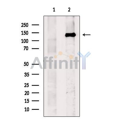p130 Cas Antibody -AF2675