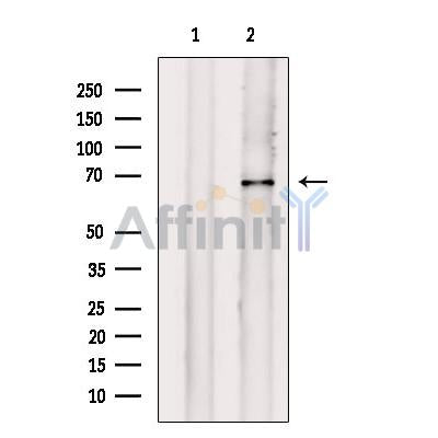 PAK2 Antibody -AF2681