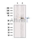 PLK1 Antibody -AF2685