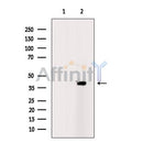 PRAS40 Antibody -AF2687