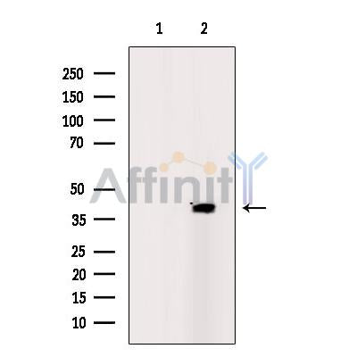 PRAS40 Antibody -AF2687