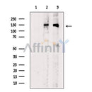 PTP alpha Antibody -AF2692