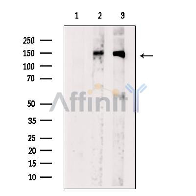 PTP alpha Antibody -AF2692