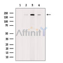 Rictor Antibody -AF2697