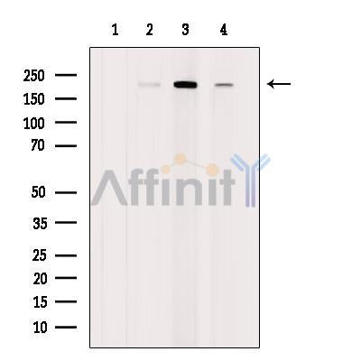 Rictor Antibody -AF2697