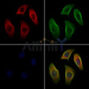 Synapsin I Antibody -AF2716