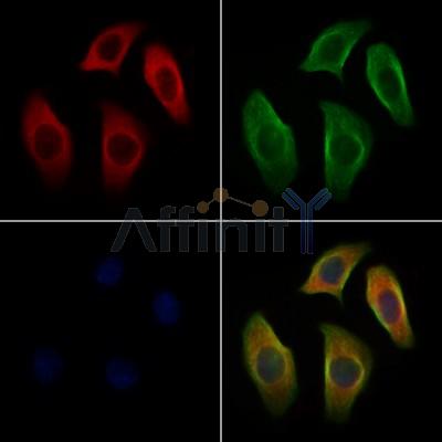 Synapsin I Antibody -AF2716