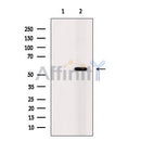 IRF3 Antibody -AF2736