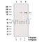 Phospho-STAT1 (Tyr701) Antibody